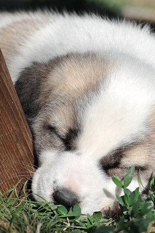 Обои морда, трава, сон, собака, щенок, милый, face, grass, sleep, dog, puppy, cute разрешение 1920x1280 Загрузить