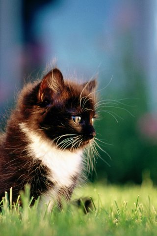 Обои трава, кошка, котенок, пушистый, чёрно-белый, grass, cat, kitty, fluffy, black and white разрешение 1920x1200 Загрузить