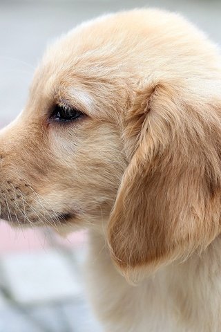 Обои собака, щенок, профиль, лабрадор, ретривер, dog, puppy, profile, labrador, retriever разрешение 1920x1200 Загрузить