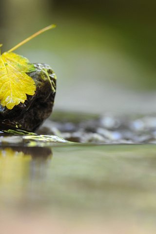 Обои вода, макро, отражение, осень, лист, камень, water, macro, reflection, autumn, sheet, stone разрешение 2560x1600 Загрузить