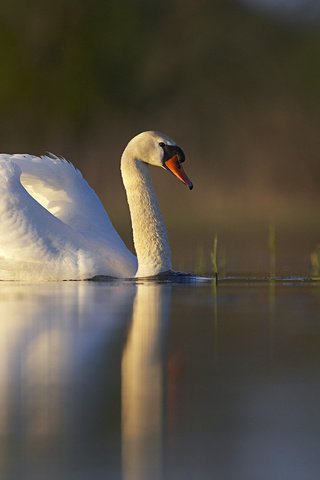 Обои озеро, отражение, белый, птица, пруд, лебедь, lake, reflection, white, bird, pond, swan разрешение 1920x1200 Загрузить