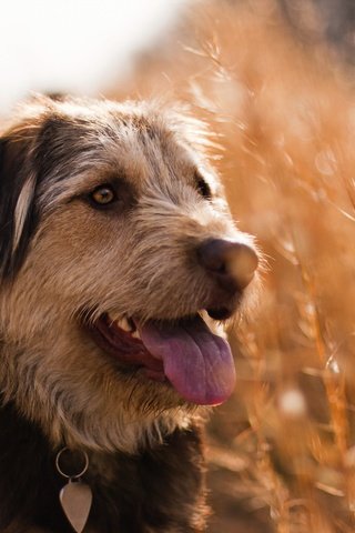 Обои трава, поле, лето, взгляд, собака, ошейник, язык, grass, field, summer, look, dog, collar, language разрешение 2560x1600 Загрузить