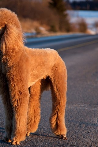 Обои дорога, собака, пудель, road, dog, poodle разрешение 1920x1200 Загрузить