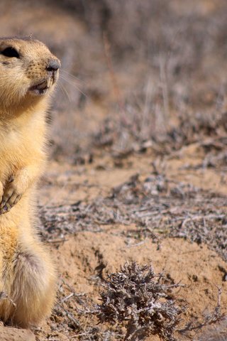 Обои животные, взгляд, стойка, грызун, суслик, глина, суслики, animals, look, stand, rodent, gopher, clay, gophers разрешение 1920x1200 Загрузить