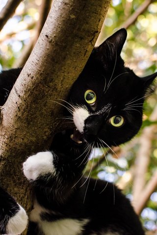 Обои дерево, кот, кошка, взгляд, зубы, чёрно-белый, tree, cat, look, teeth, black and white разрешение 2048x1356 Загрузить