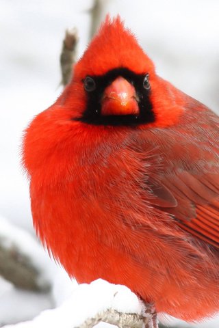 Обои снег, зима, ветки, красный, птицы, оперение, кардинал, snow, winter, branches, red, birds, tail, cardinal разрешение 1920x1200 Загрузить