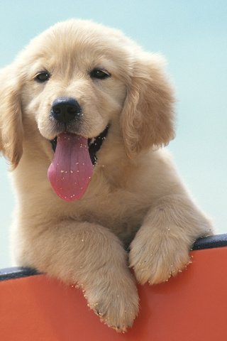 Обои настроение, собака, щенок, язык, лабрадор, mood, dog, puppy, language, labrador разрешение 1920x1080 Загрузить