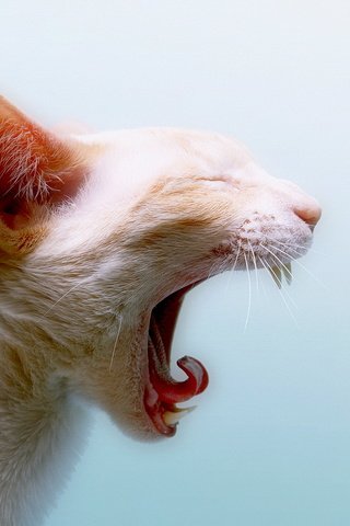 Обои кот, кошка, белый, зубы, язык, зевает, cat, white, teeth, language, yawns разрешение 1920x1080 Загрузить
