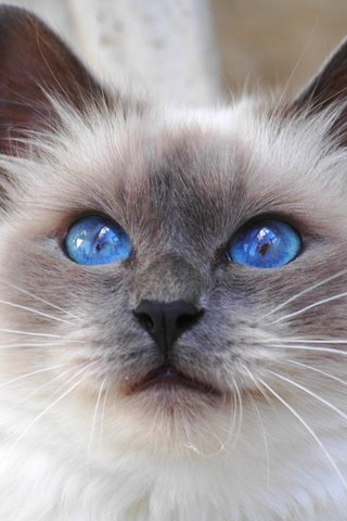Обои кот, кошка, взгляд, порода, священная бирма, бирманская, синеглазая, cat, look, breed, sacred birman, burmese, blue-eyed разрешение 2240x1488 Загрузить