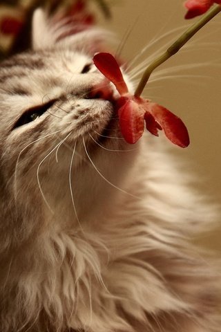 Обои цветок, кот, кошка, пушистый, запах, flower, cat, fluffy, the smell разрешение 2560x1600 Загрузить