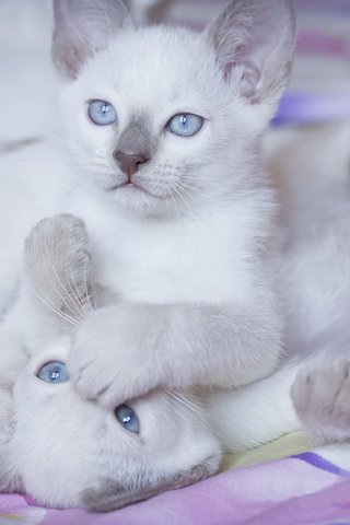 Обои игра, белые, кошки, котята, друзья, голубоглазые, the game, white, cats, kittens, friends, blue-eyed разрешение 3456x2304 Загрузить