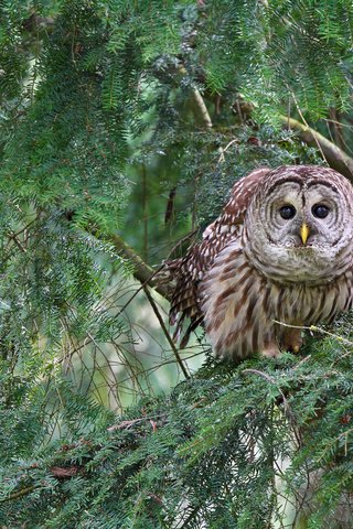 Обои сова, лес, хвоя, ветки, птица, пестрая неясыть, owl, forest, needles, branches, bird, a barred owl разрешение 2048x1365 Загрузить