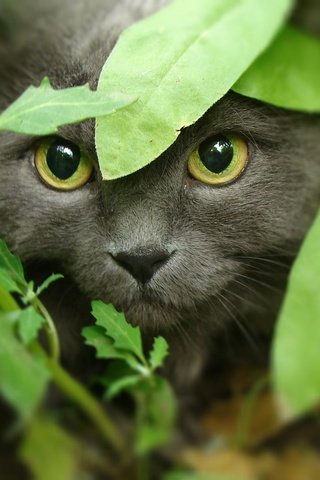 Обои морда, трава, кот, кошка, взгляд, охота, желтые глаза, face, grass, cat, look, hunting, yellow eyes разрешение 1920x1080 Загрузить