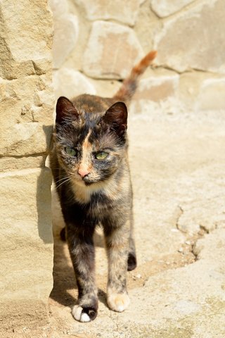 Обои кот, кошка, взгляд, стена, улица, cat, look, wall, street разрешение 2048x1356 Загрузить