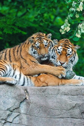 Обои тигр, трава, листья, камень, пара, хищники, tiger, grass, leaves, stone, pair, predators разрешение 1920x1200 Загрузить