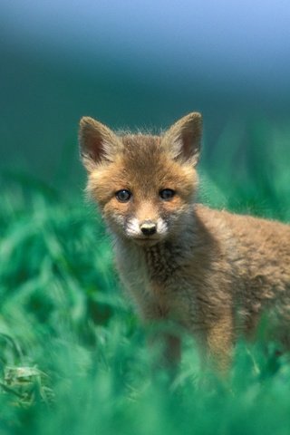 Обои небо, трава, маленький, лиса, зеленая, лисенок, the sky, grass, small, fox, green разрешение 1920x1200 Загрузить