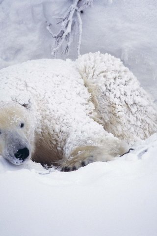 Обои снег, медведь, белый, арктика, полярный, северный, snow, bear, white, arctic, polar, north разрешение 2560x1699 Загрузить