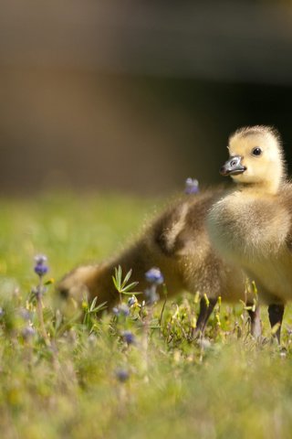 Обои цветы, трава, птицы, птенцы, канадская казарка, канадский гусь, flowers, grass, birds, chicks, the canada goose, canadian goose разрешение 2048x1366 Загрузить