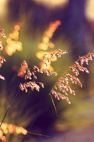 Обои трава, закат, лето, колоски, боке, солнечный свет, grass, sunset, summer, spikelets, bokeh, sunlight разрешение 2000x1333 Загрузить