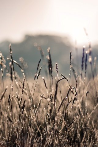 Обои солнце, природа, растения, лучи, поле, лето, колоски, боке, the sun, nature, plants, rays, field, summer, spikelets, bokeh разрешение 1928x1285 Загрузить