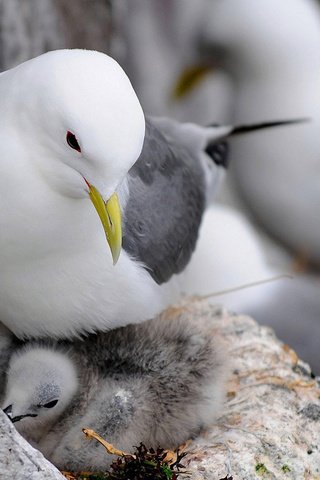 Обои чайка, птицы, чайки, птенцы, гнездо, seagull, birds, seagulls, chicks, socket разрешение 1920x1200 Загрузить