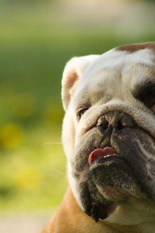 Обои морда, взгляд, собака, язык, английский бульдог, face, look, dog, language, english bulldog разрешение 2048x1365 Загрузить