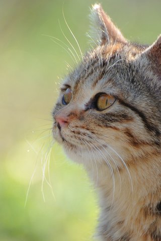 Обои морда, солнце, зелень, фокус камеры, кот, кошка, face, the sun, greens, the focus of the camera, cat разрешение 1920x1200 Загрузить