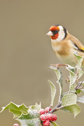 Обои ветка, листья, иней, птица, ягоды, оперение, щегол, branch, leaves, frost, bird, berries, tail, goldfinch разрешение 2048x1536 Загрузить