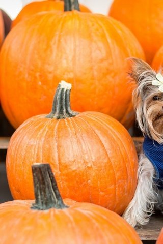 Обои фон, взгляд, тыквы, бантик, йоркширский терьер, cобака, background, look, pumpkin, bow, yorkshire terrier, dog разрешение 2137x1200 Загрузить