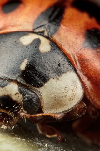 Обои жук, макро, насекомые, божья коровка, крупным планом, beetle, macro, insects, ladybug, closeup разрешение 1920x1200 Загрузить