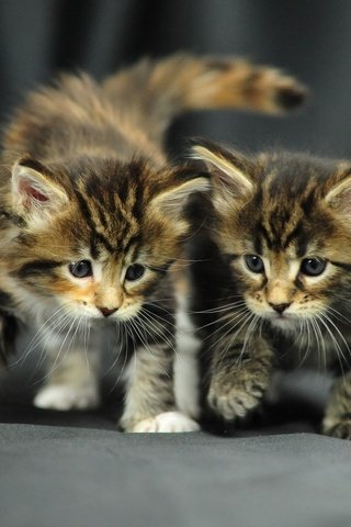 Обои кошки, пушистики, малыши, котята, симпатичные, cats, pussies, kids, kittens, cute разрешение 1920x1200 Загрузить
