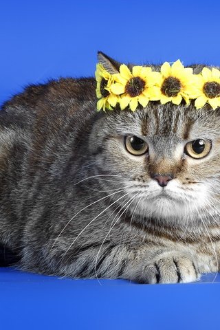 Обои фон, кот, кошка, серый, венок, полосатый, король кот, background, cat, grey, wreath, striped, king cat разрешение 2560x1600 Загрузить