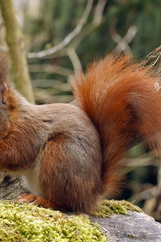 Обои природа, дерево, фон, животные, сидит, мох, белка, nature, tree, background, animals, sitting, moss, protein разрешение 2560x1600 Загрузить