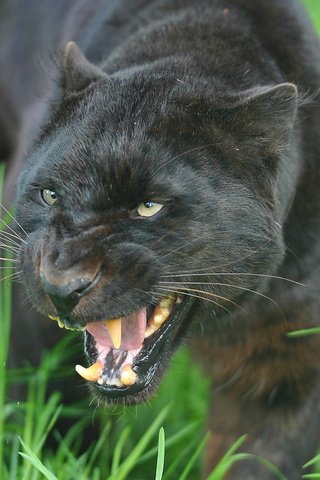 Обои морда, хищник, пантера, черная, оскал, угроза, face, predator, panther, black, grin, the threat разрешение 2048x1536 Загрузить