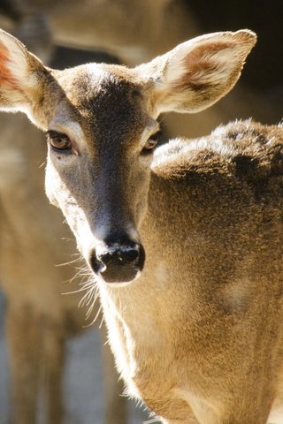Обои глаза, олень, смотрит, уши, олени, олениха, eyes, deer, looks, ears, doe разрешение 2048x1152 Загрузить