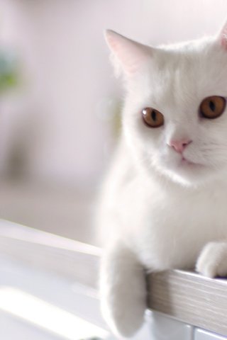 Обои кот, кошка, белый, домашнее, животное, cat, white, home, animal разрешение 4237x2465 Загрузить