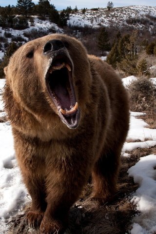 Обои снег, медведь, клыки, яростный, бушующий, snow, bear, fangs, furious, raging разрешение 2560x1600 Загрузить