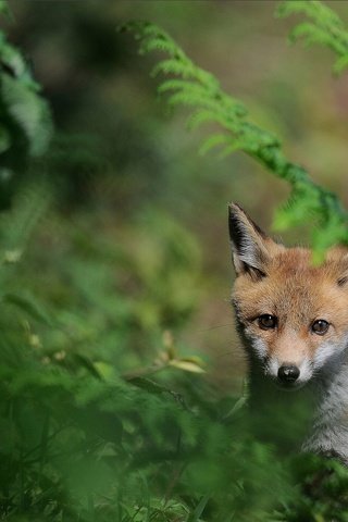 Обои трава, природа, мордочка, взгляд, лиса, лисенок, grass, nature, muzzle, look, fox разрешение 1920x1330 Загрузить