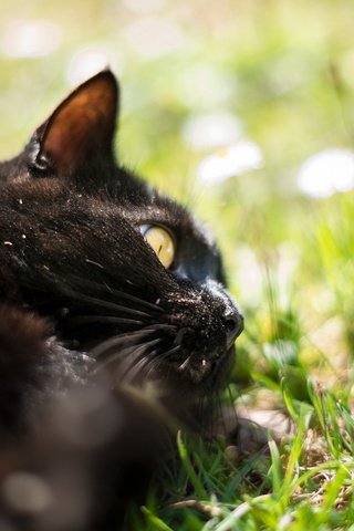 Обои трава, природа, кот, кошка, черный. цветы, grass, nature, cat, black. flowers разрешение 1920x1200 Загрузить