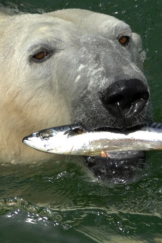 Обои вода, медведь, белый, рыба, скумбрия, полярный, северный, water, bear, white, fish, mackerel, polar, north разрешение 2200x1453 Загрузить