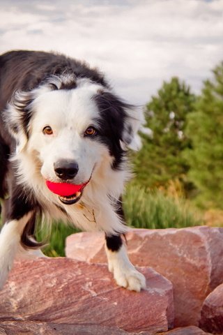 Обои камни, собака, мячик, бордер колли.взгляд, бордер колли, stones, dog, the ball, border collie.look, border collie разрешение 1920x1280 Загрузить