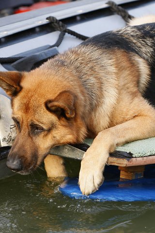 Обои собака, немецкая овчарка, рекс, "комиссар рекс", 17, dog, german shepherd, rex, "inspector rex" разрешение 3679x2378 Загрузить