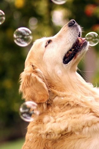 Обои природа, собака, мыльные пузыри, золотистый ретривер, nature, dog, bubbles, golden retriever разрешение 1920x1200 Загрузить