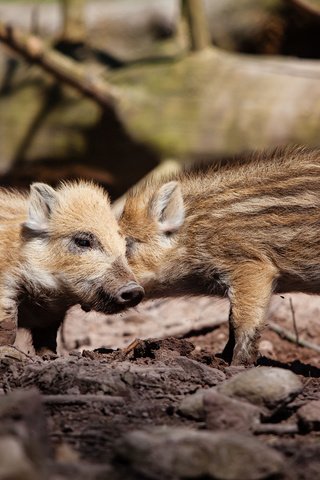 Обои животные, свиньи, кабаны, кабанчики, поросята, хрюшки, animals, pigs, boars, hog разрешение 2048x1365 Загрузить