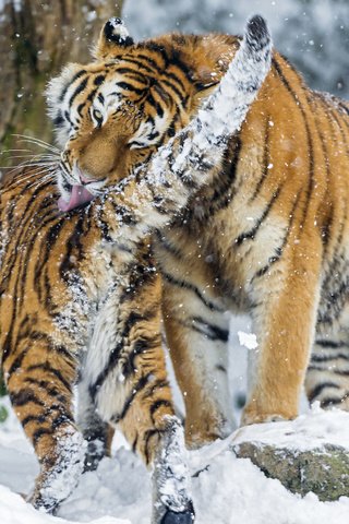 Обои тигр, снег, зима, хищник, большая кошка, игры, умывание, амурские, tiger, snow, winter, predator, big cat, game, washing, amur разрешение 2048x1638 Загрузить