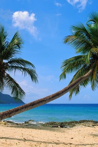 Обои пляж, тропики, beach, tropics разрешение 3953x2564 Загрузить