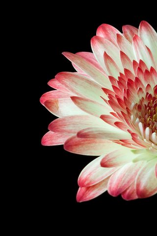 Обои цветок, крупный план, гербера, flower, close-up, gerbera разрешение 1920x1200 Загрузить