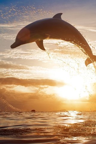 Обои закат, море, брызги, прыжок, дельфин, sunset, sea, squirt, jump, dolphin разрешение 2560x1612 Загрузить