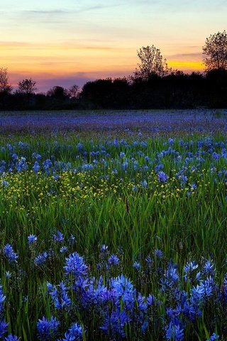 Обои цветы, природа, закат, утро, поле, роса, flowers, nature, sunset, morning, field, rosa разрешение 2560x1440 Загрузить
