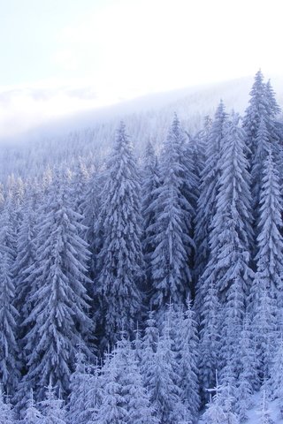Обои лес, зима, forest, winter разрешение 3072x2304 Загрузить